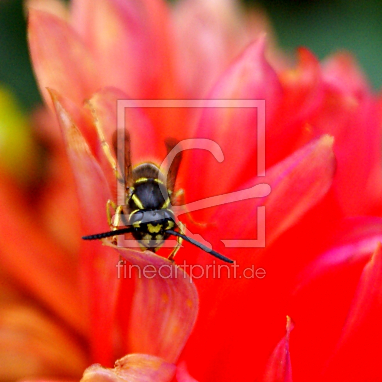 Bild-Nr.: 9338384 Schielende Wespe :-) erstellt von youhaveadream