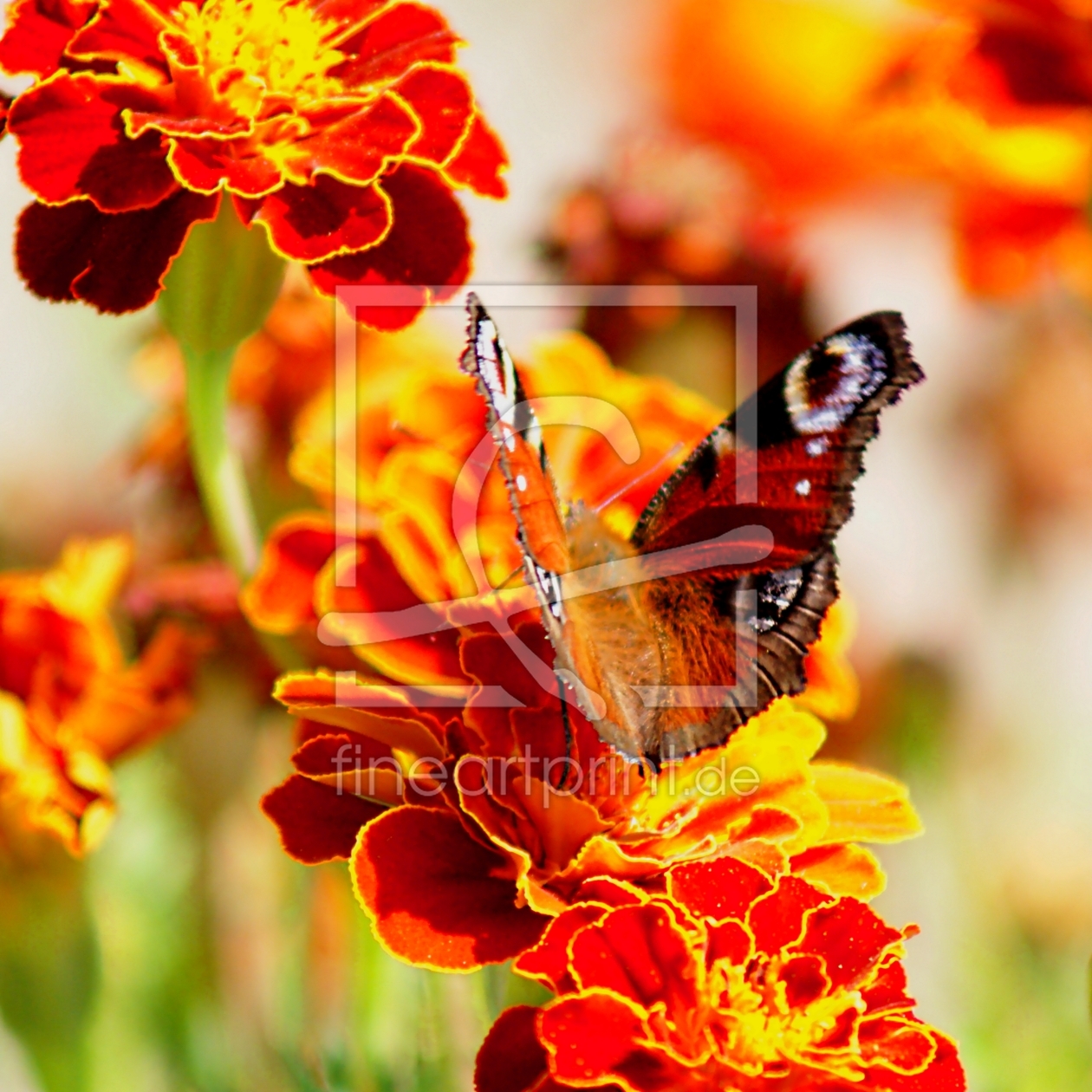 Bild-Nr.: 9374242 Painted by nature erstellt von youhaveadream