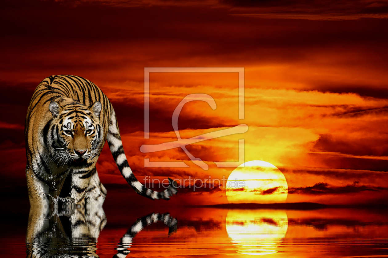 Bild-Nr.: 9444996 Tiger vor Sonnenuntergang erstellt von Elke Krone