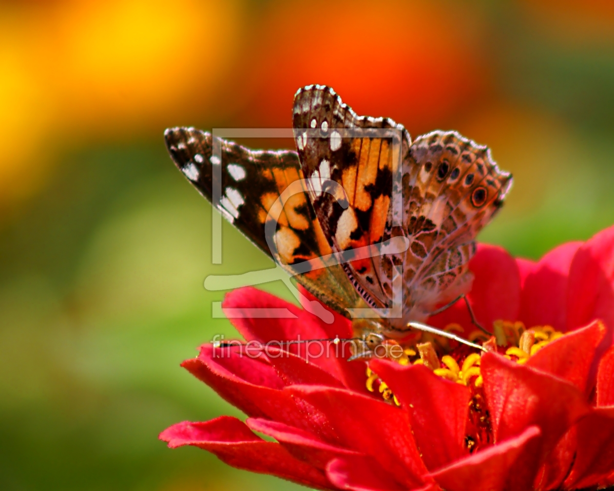 Bild-Nr.: 9686736 Diving erstellt von youhaveadream