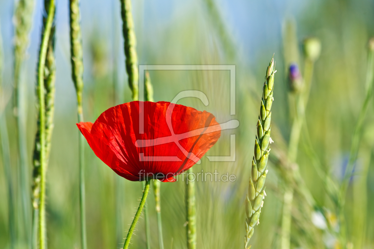 Bild-Nr.: 9996709 Mohnblume erstellt von Rico Ködder