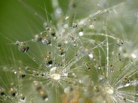 Pusteblume /9427844