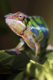 Furcifer Pardalis Ambilobe/9532030