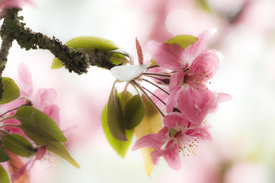 Kirschblüte/9562246