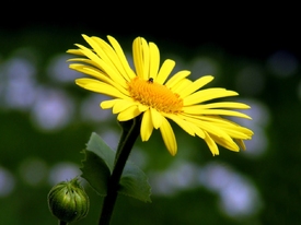 Sonnenanbeterin/9617920