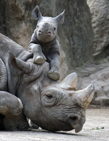 Nashorn-Baby beim Spiel/9732652