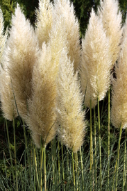 Pampasgras   (Cortaderia selloana)/9842390
