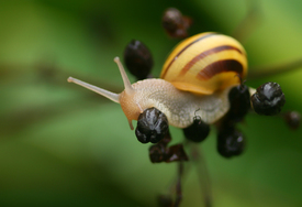 Schnecke/9853064