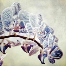 Orchidea Nostalgico | 07/9859686