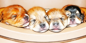 Puppies/9944877