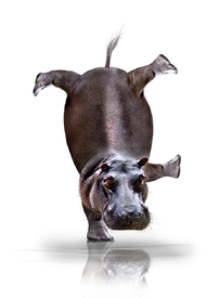 Happy Hippo /10212685