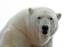 Eisbär/10360703