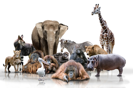 Wilde Tiere /10429667