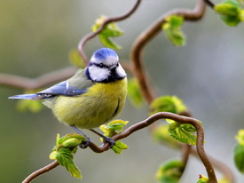 Es wird  Sommer/10506201