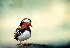 Mandarinente (Aix galericulata) /10773655