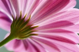 Pink/10872806