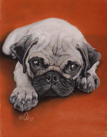 Paula - ein Mops in Pastellkreide/10924517