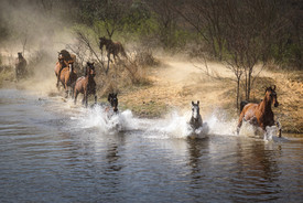 Wildpferde im Wasser/11668148