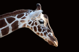 Giraffe /12898150