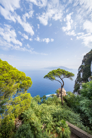 Einsamer Kiefernbaum auf der Insel Capri/12907510