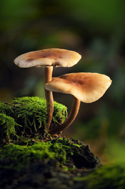 Beleuchtete Pilze auf moosigem Holz im Wald/12908985