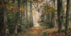Nebliger Wald im Herbst mit malerischem Look/12908986