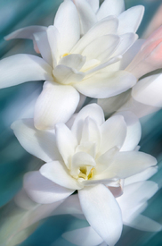 Magnolie/12908993