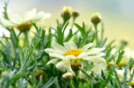 Im Garten/12909011