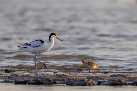 Säbelschnäbler/12923977