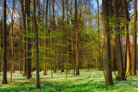 Blütenteppich im Frühlingswald/12928797