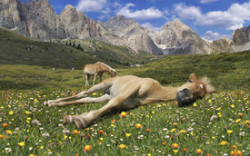 Pferdehimmel/12928885