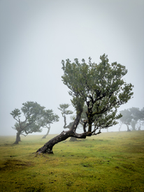 Fanal Forest auf Madeira/12941806