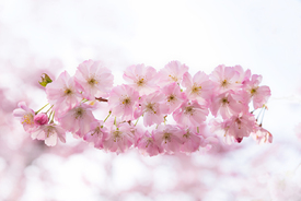 Zartrosa Kirschblüten/12941936
