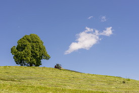 Allgäuer Hochsommer bei der Friedenslinde/12941950