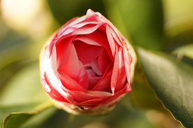 Winterblüte/12942103