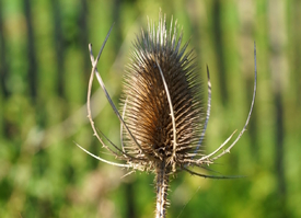 Wilde Karde/12846018