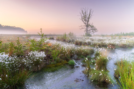 Morgenstimmung im Moor/12894171