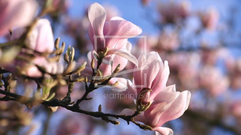 frei wählbarer Bildausschnitt für Ihr Bild auf Fensterfolie