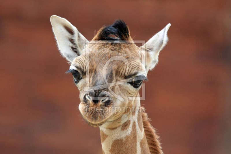 frei wählbarer Bildausschnitt für Ihr Bild auf Fensterfolie