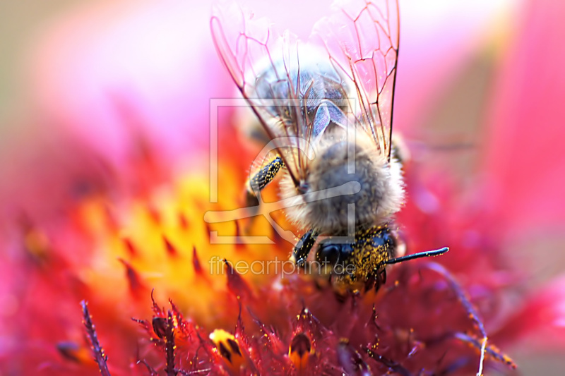 frei wählbarer Bildausschnitt für Ihr Bild auf Fensterfolie