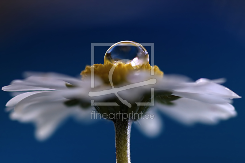 frei wählbarer Bildausschnitt für Ihr Bild auf Fensterfolie
