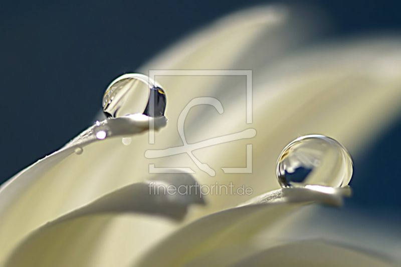 frei wählbarer Bildausschnitt für Ihr Bild auf Fensterfolie