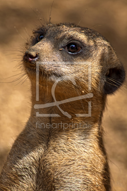 frei wählbarer Bildausschnitt für Ihr Bild auf Fensterfolie