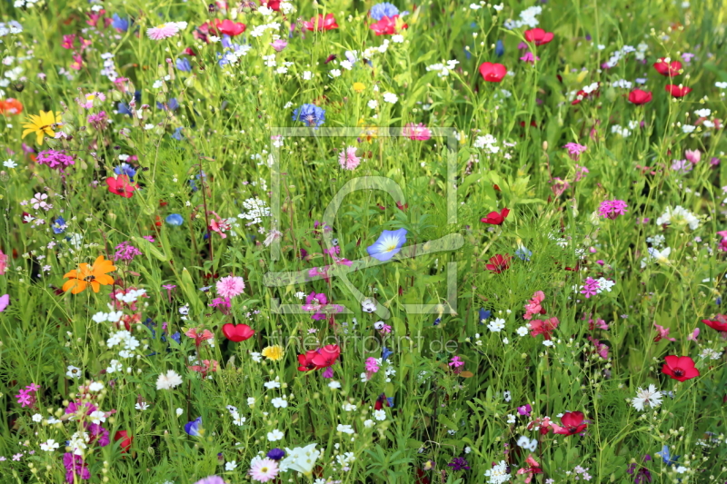 frei wählbarer Bildausschnitt für Ihr Bild auf Fensterfolie