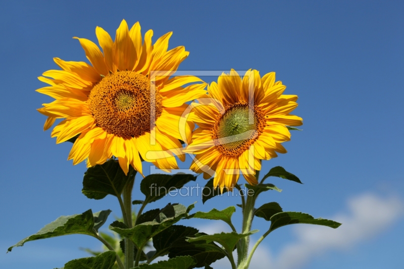 frei wählbarer Bildausschnitt für Ihr Bild auf Fensterfolie