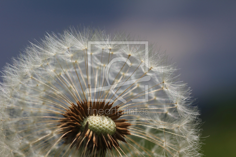 frei wählbarer Bildausschnitt für Ihr Bild auf Fensterfolie