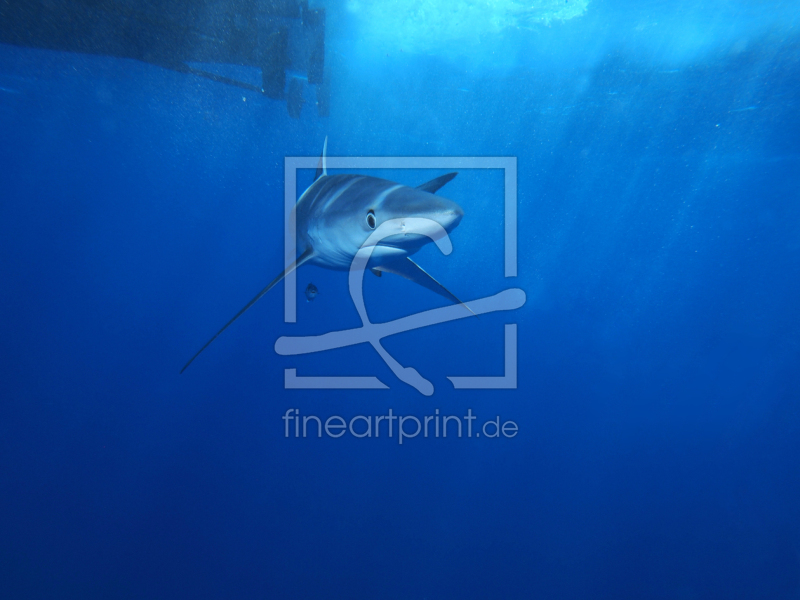 frei wählbarer Bildausschnitt für Ihr Bild auf Fensterfolie