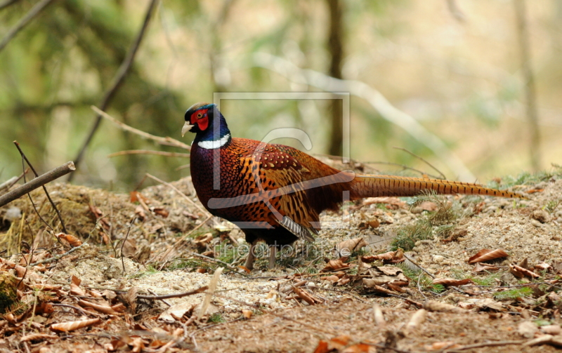 frei wählbarer Bildausschnitt für Ihr Bild auf Fensterfolie