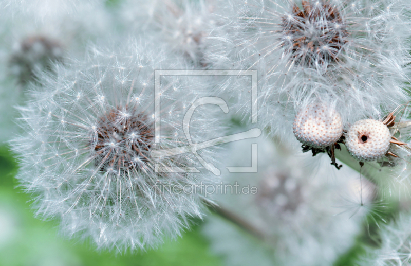 frei wählbarer Bildausschnitt für Ihr Bild auf Fensterfolie