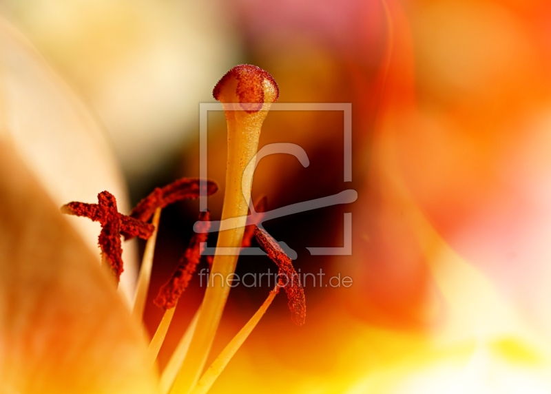 frei wählbarer Bildausschnitt für Ihr Bild auf Fensterfolie